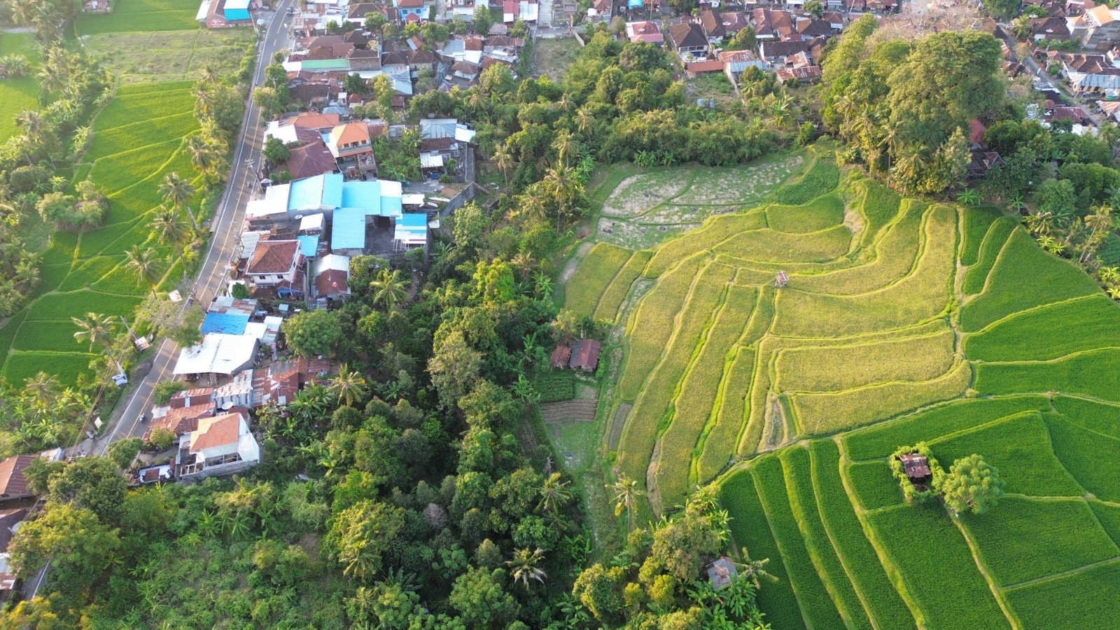 Aerial view of terraced rice fields on land for sale in Sukasada Singaraja Bali