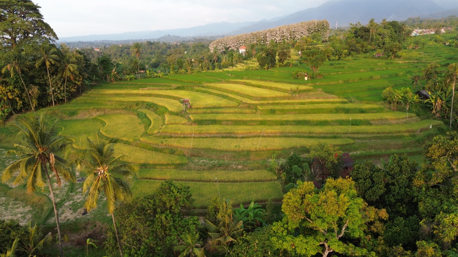Drone view of rice fields and palm trees at Sukasada Singaraja