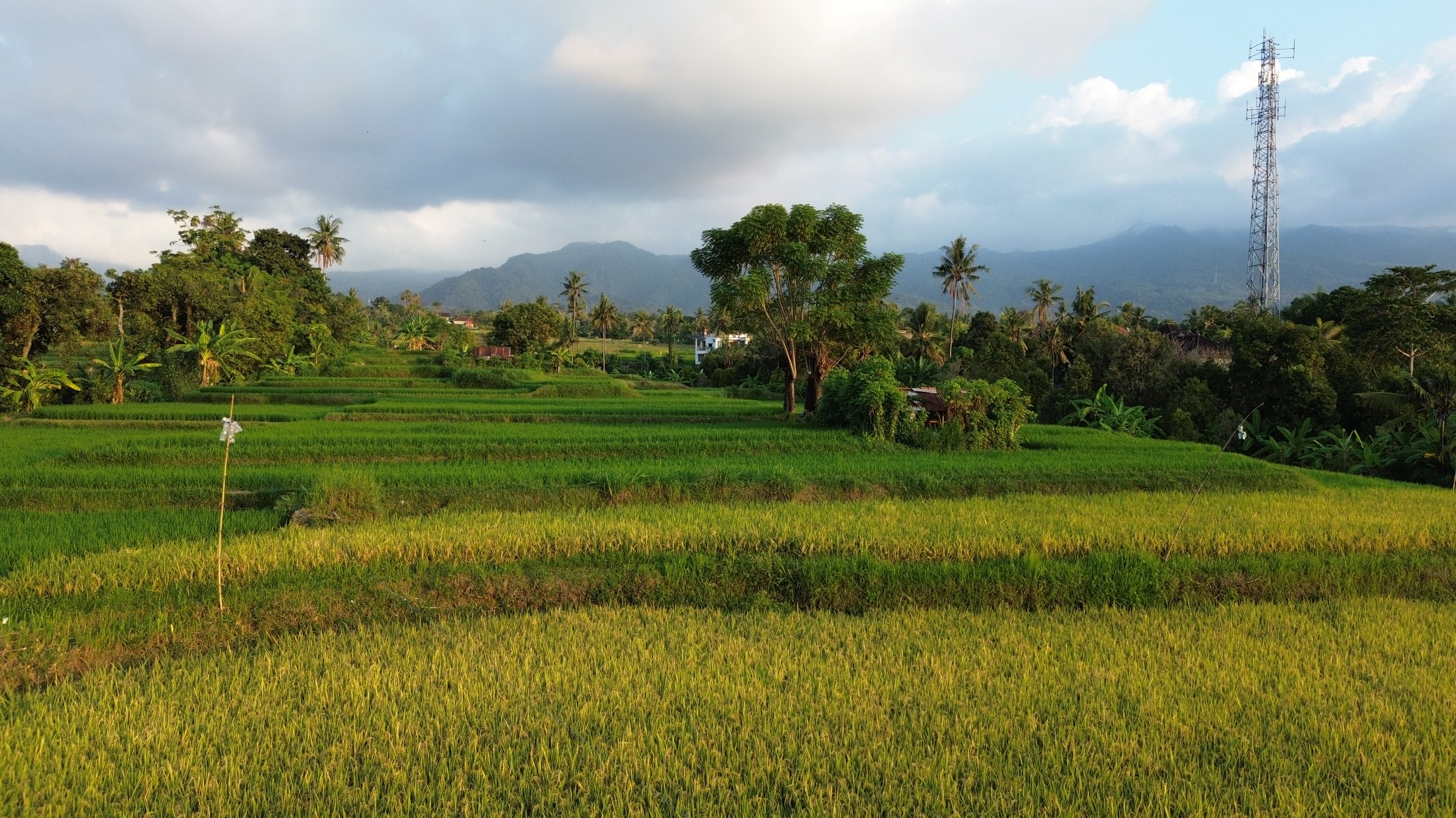 Panoramic rice fields and mountain view from Sukasada Singaraja land
