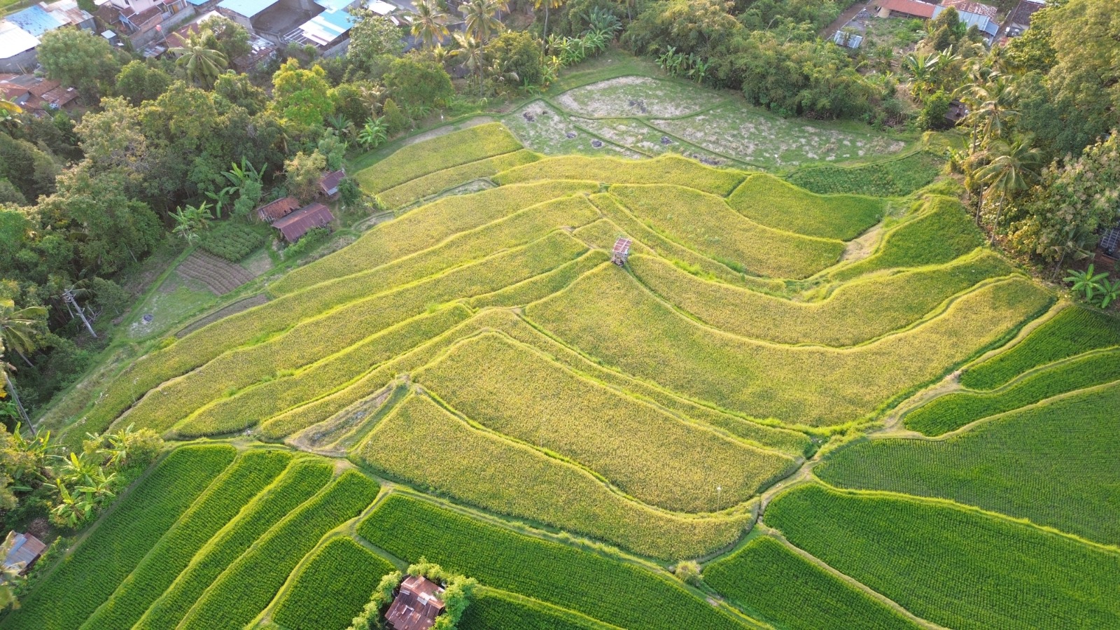 Detailed terraced rice paddies at Sukasada Singaraja Bali land